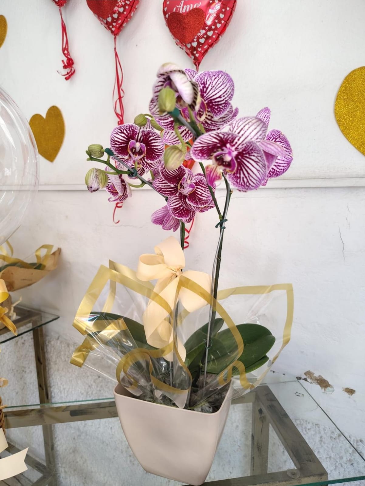 Orquídea Phalaenopsis